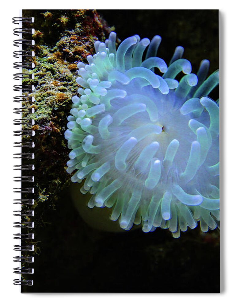 Anemone Spiral Notebook featuring the photograph Sea Anemone by Ryan Workman Photography