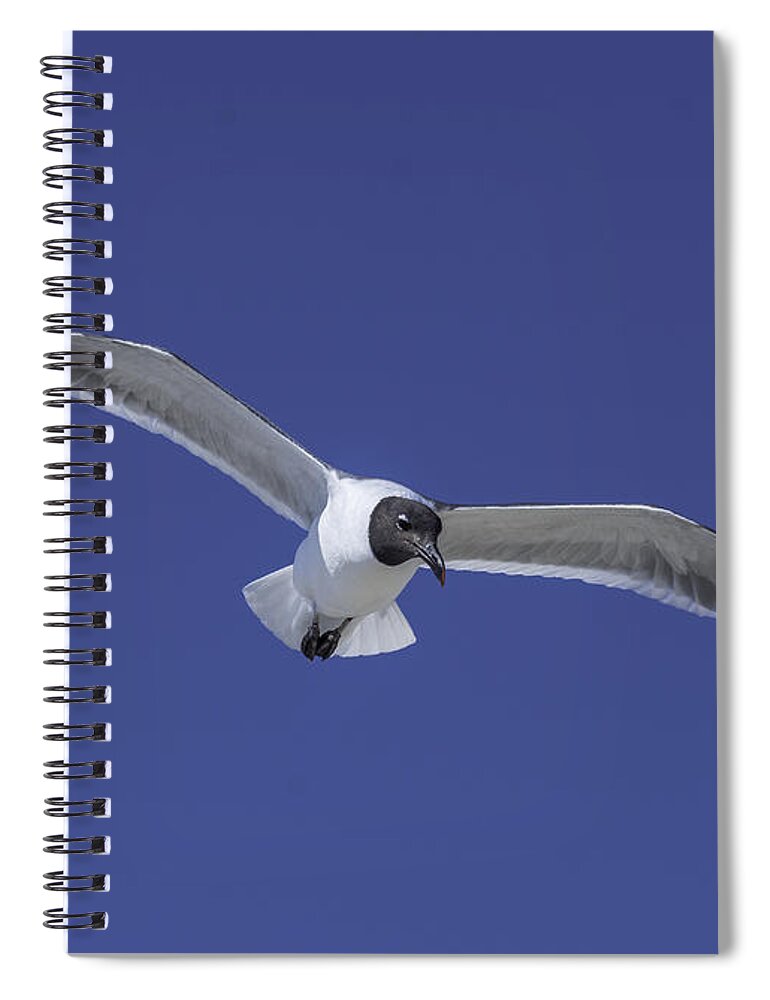 Original Spiral Notebook featuring the photograph Sea Gull on the wing by WAZgriffin Digital