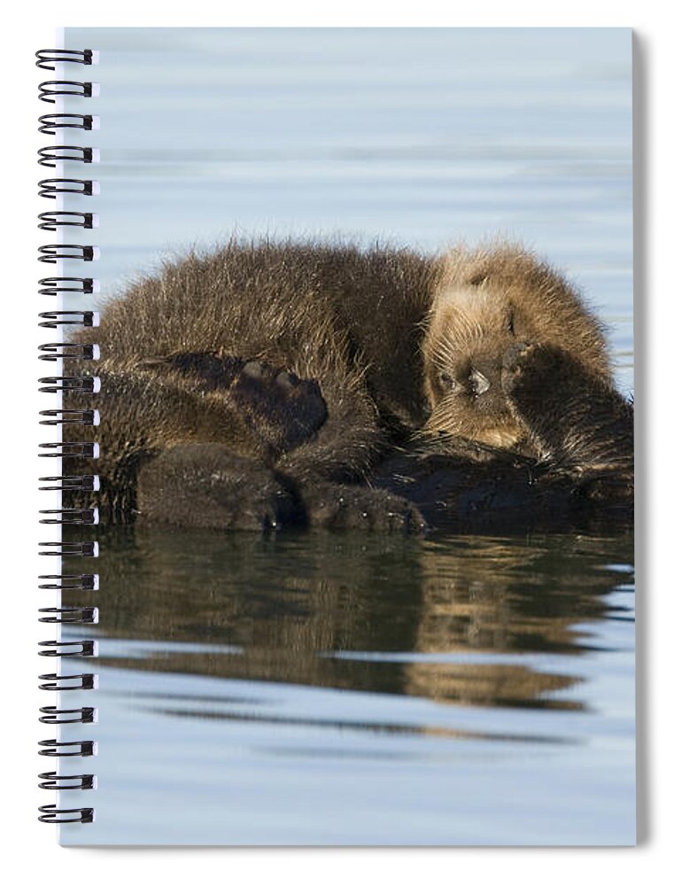 00429658 Spiral Notebook featuring the photograph Sea Otter Mother And Pup Elkhorn Slough by Sebastian Kennerknecht