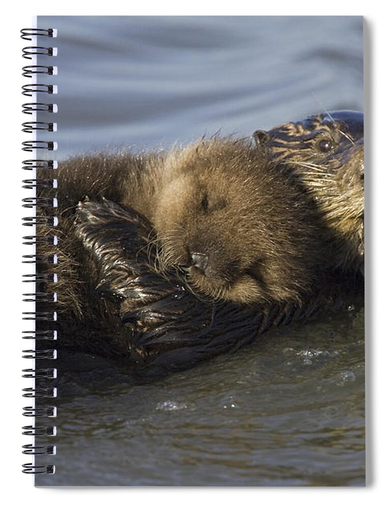 00438549 Spiral Notebook featuring the photograph Sea Otter Mother With Pup Monterey Bay by Suzi Eszterhas