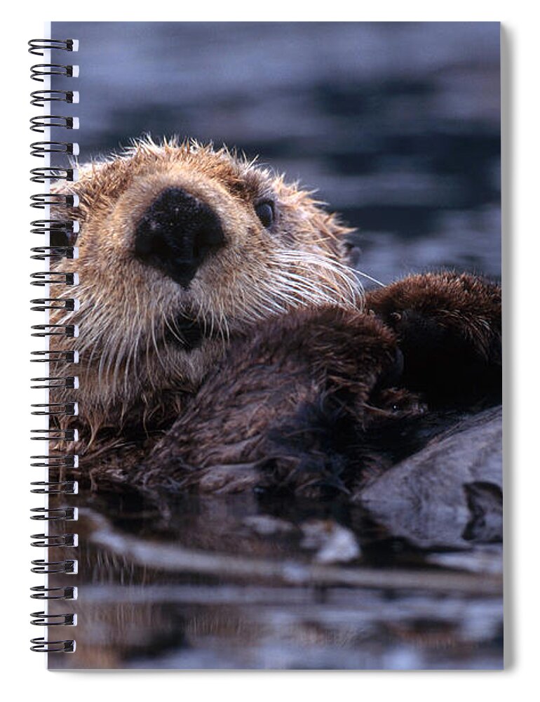 Sea Otter Spiral Notebook featuring the photograph Sea Otter by Yva Momatiuk and John Eastcott and Photo Researchers