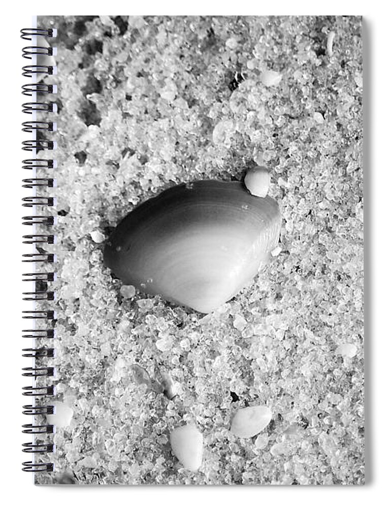 Shell Spiral Notebook featuring the photograph Sea Shell in Fine Wet Sand Macro Black and White by Shawn O'Brien