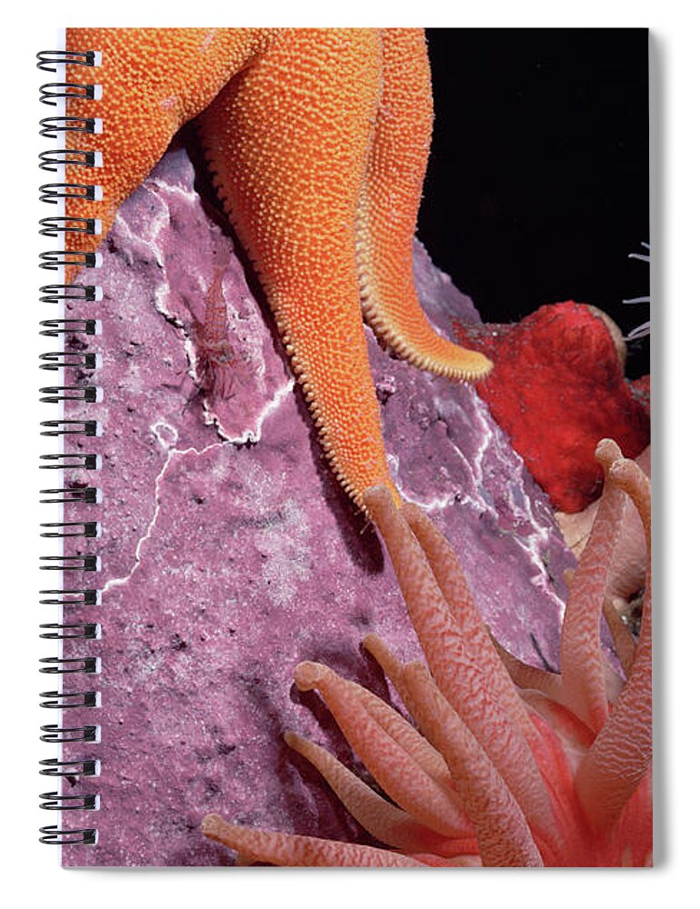 Mp Spiral Notebook featuring the photograph Sea Star and Anemones Baffin Isl by Flip Nicklin