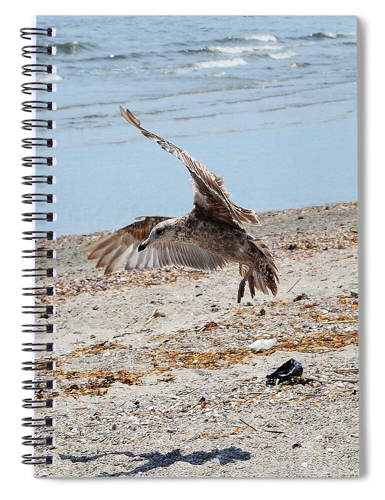 Beach Spiral Notebook featuring the photograph Seagull and Shadow by Dani McEvoy