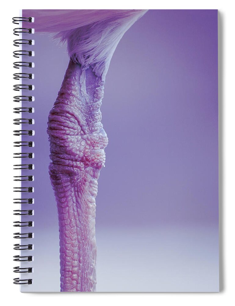 Animal Spiral Notebook featuring the photograph Seagull by Bob Orsillo