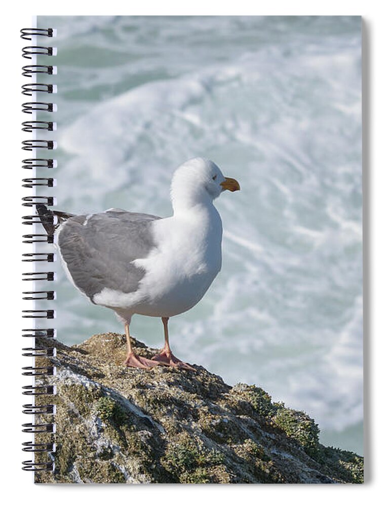 Bodega Bay Spiral Notebook featuring the photograph Seagull by Jim Thompson