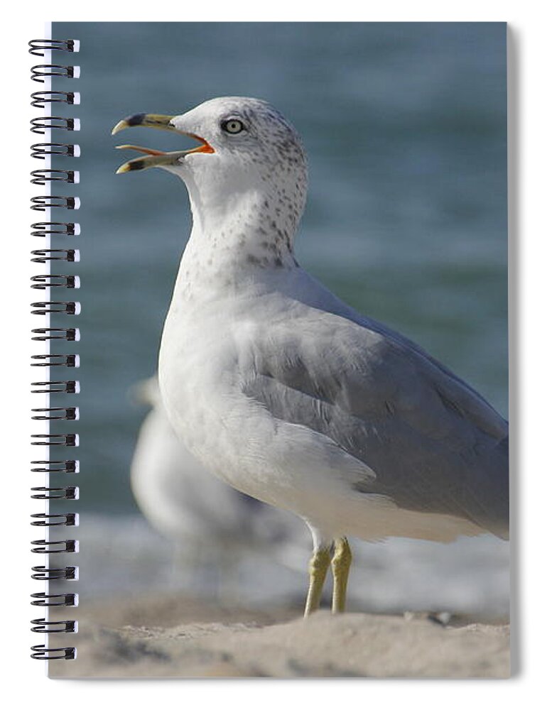 Seagull Spiral Notebook featuring the photograph Seagull on Lake Erie Beach by Valerie Collins