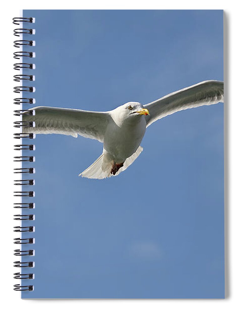 Gull Spiral Notebook featuring the photograph Seagull patrol by Steev Stamford