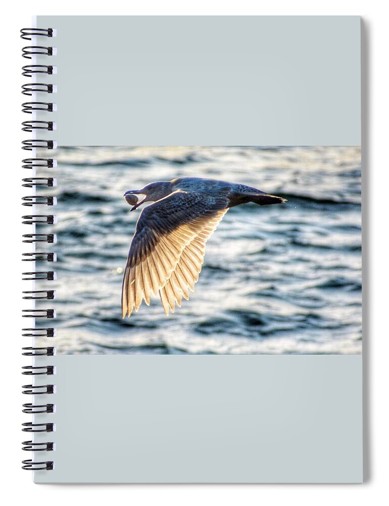 Seagull Spiral Notebook featuring the photograph Seagull with Clam by Sumoflam Photography