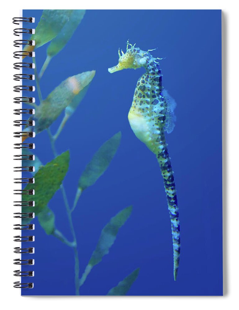 Aquarium Spiral Notebook featuring the photograph Seahorse by Nikolyn McDonald