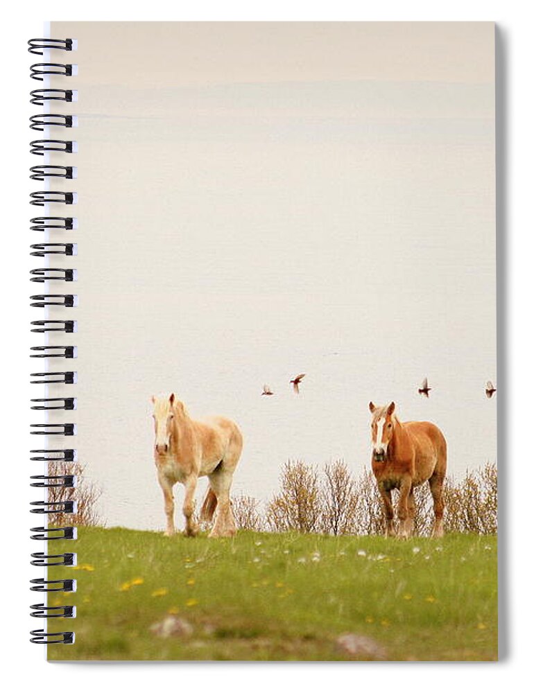 Horses Spiral Notebook featuring the photograph Seahorse by Sue Long