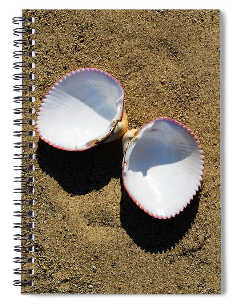 Seashell Spiral Notebook featuring the photograph Seashell Cardium Psudolima by Frank Wilson
