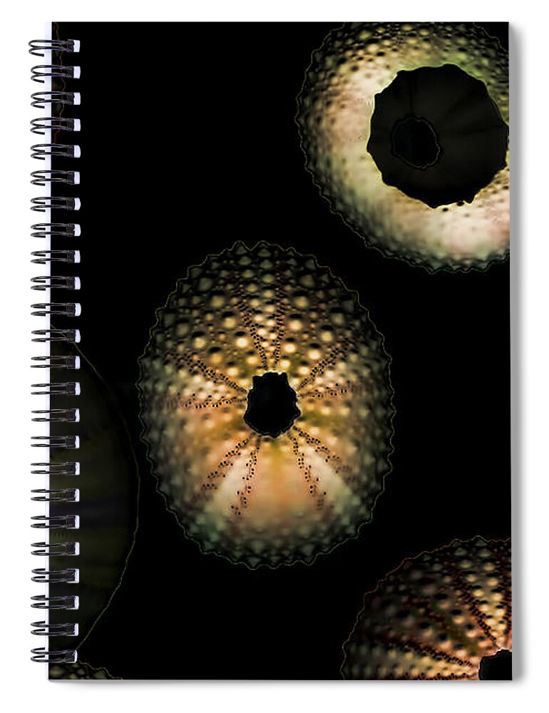 Sea Shells Spiral Notebook featuring the digital art Seashells glowing by Cathy Anderson