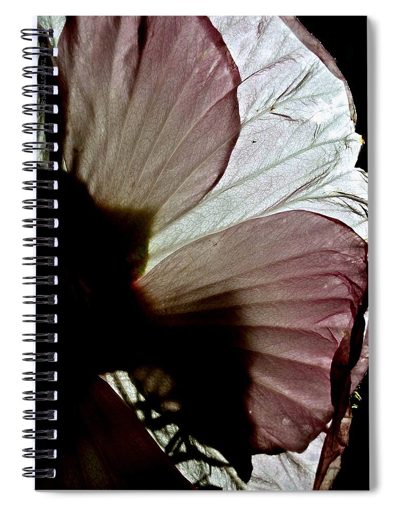 Sunlight Spiral Notebook featuring the photograph I Could be Butterfly Wings Hibiscus by Kathy Barney