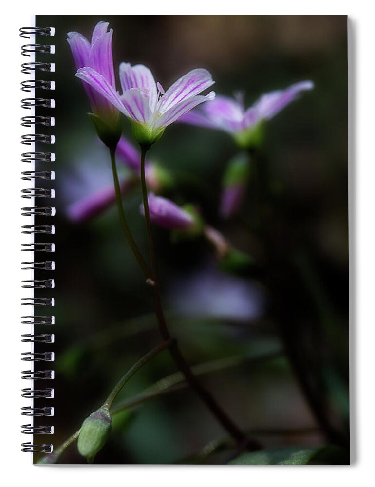 Pink Flowers Spiral Notebook featuring the photograph Seek The Light by Mike Eingle
