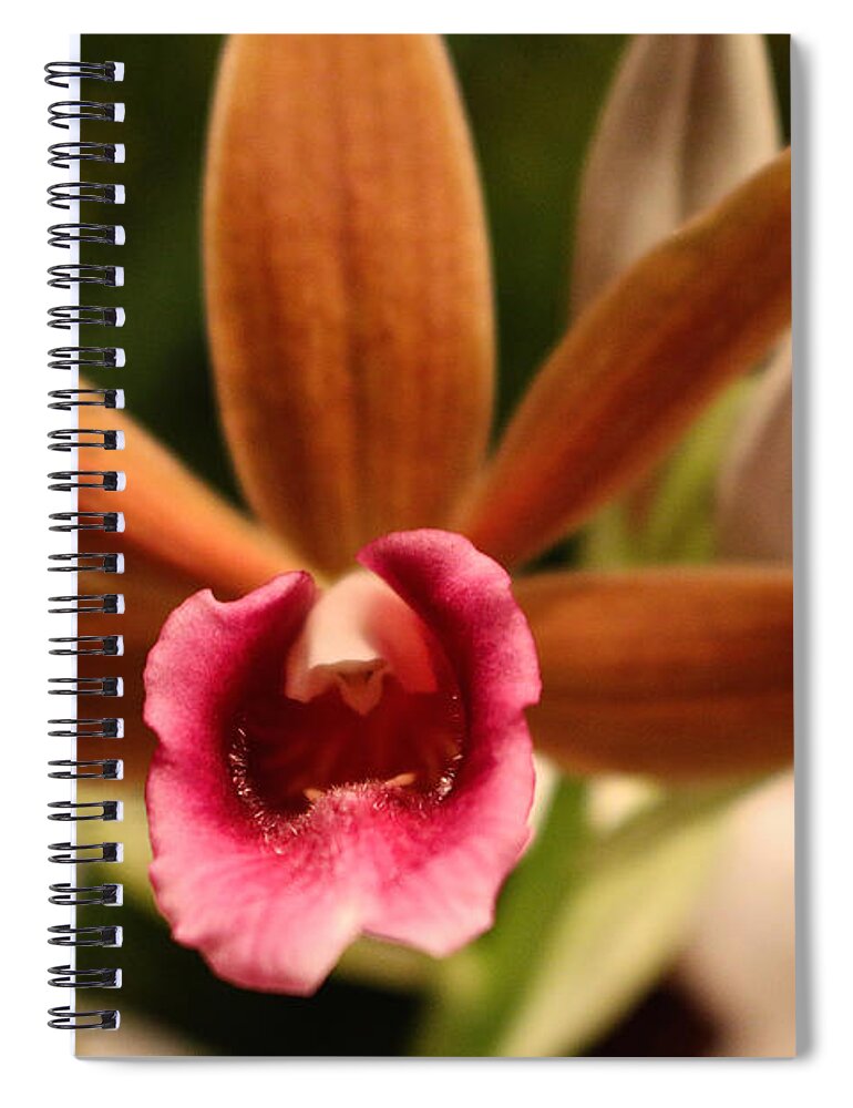 Flower Spiral Notebook featuring the photograph Seeking Pollinators by Susan Herber