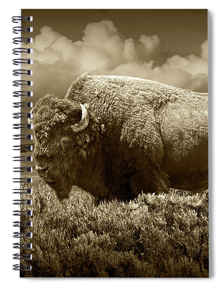 Buffalo Spiral Notebook featuring the photograph Sepia Tone of American Bison in Yellowstone by Randall Nyhof