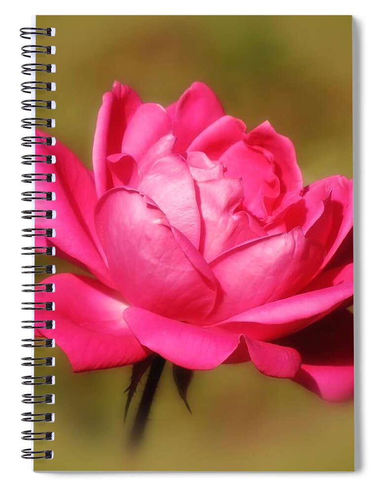 Rose Spiral Notebook featuring the photograph September Rose Up Close by MTBobbins Photography