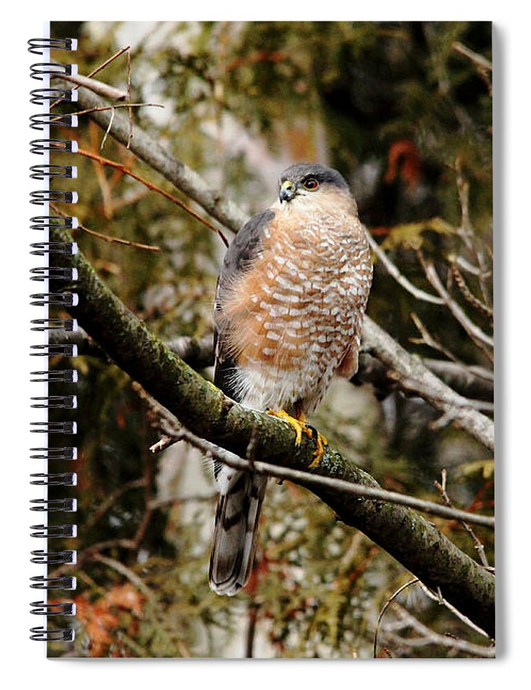 Sharp Shinned Hawk Spiral Notebook featuring the photograph Sharpie by Debbie Oppermann