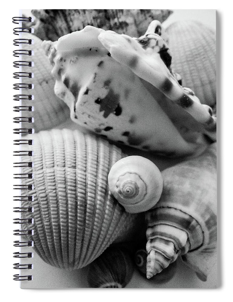 Seashells Spiral Notebook featuring the photograph She Sells Seashells by Julia Wilcox