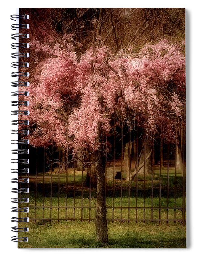 Cherry Blossom Tree Spiral Notebook featuring the photograph She Weeps - Ocean County Park by Angie Tirado