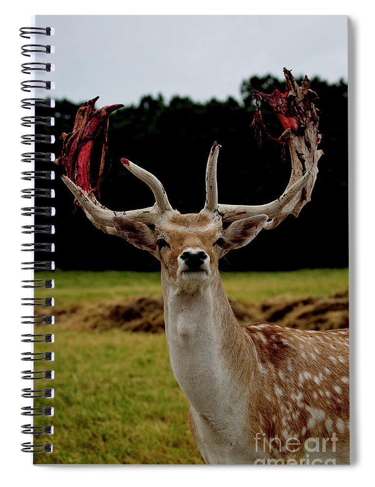 Antlers Spiral Notebook featuring the photograph Shedding by Douglas Barnard