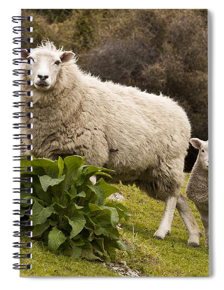 00479625 Spiral Notebook featuring the photograph Sheep With Twin Lambs Stony Bay by Colin Monteath