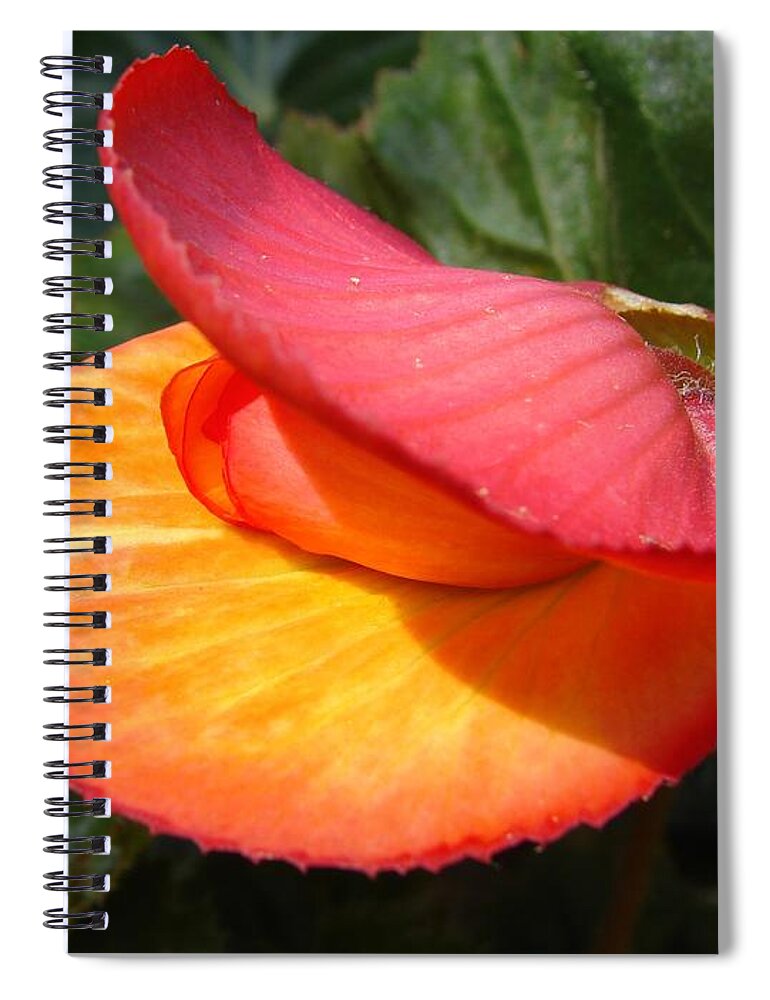 Botany Spiral Notebook featuring the photograph Shell Flower by Carl Moore