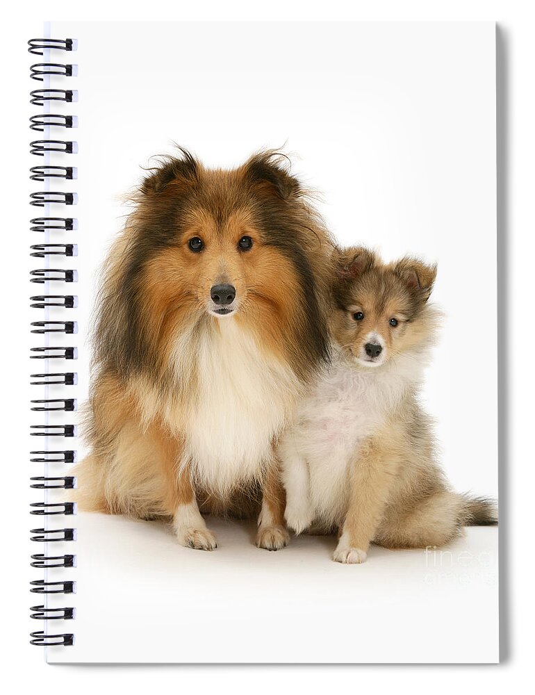 Shetland Sheepdog Spiral Notebook featuring the photograph Sheltie mother and pup by Warren Photographic