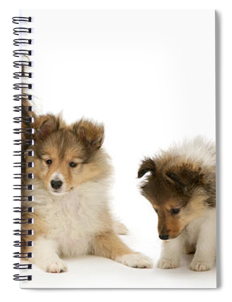 Shetland Sheepdog Spiral Notebook featuring the photograph Shetland Sheepdog family by Warren Photographic