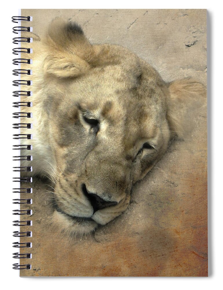 Lion Spiral Notebook featuring the photograph SHHHH She is Sleeping by Judy Hall-Folde