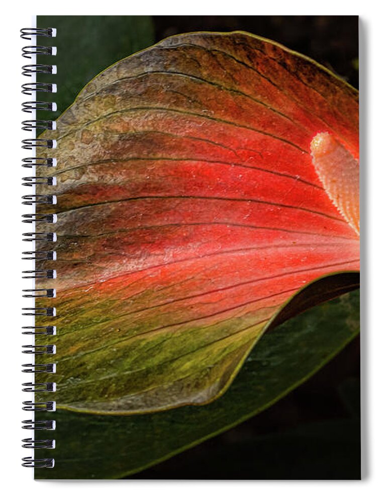 Flamingo Lily Spiral Notebook featuring the photograph Shine a Light by Marilyn Cornwell
