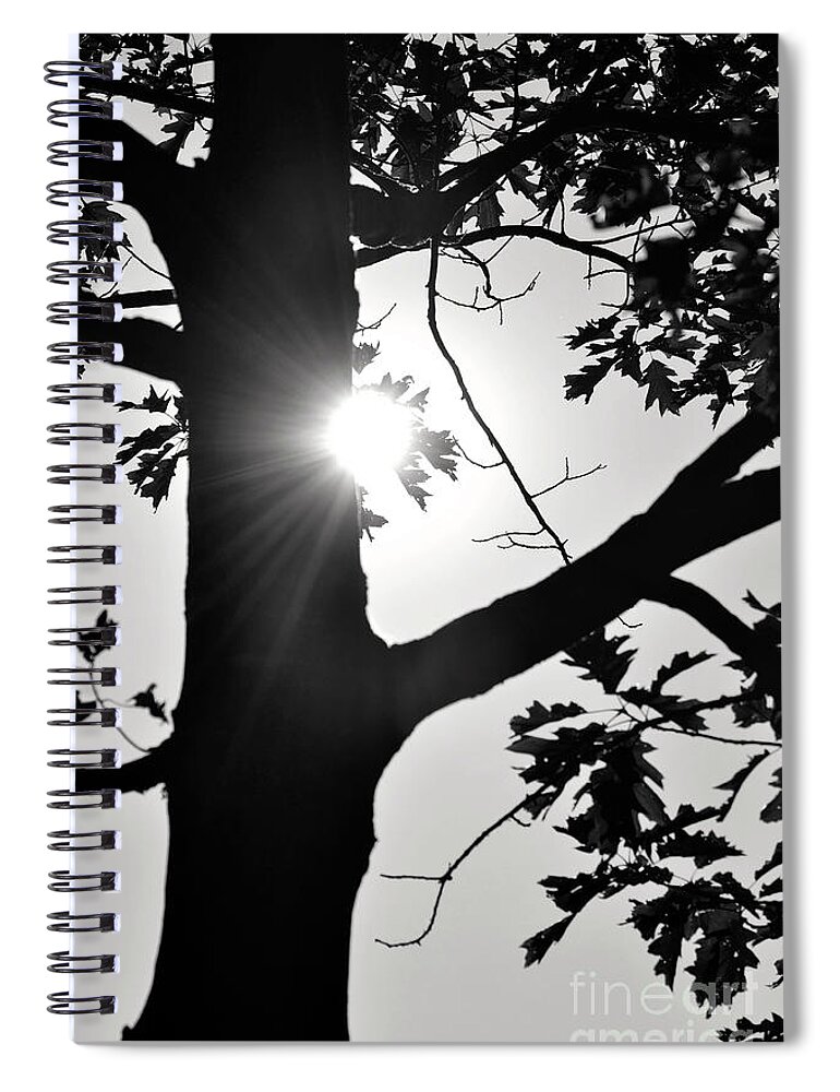 Black And White Spiral Notebook featuring the photograph Shine Through by Traci Cottingham