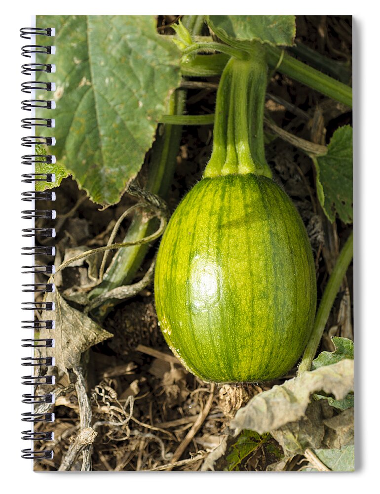 Abundance Spiral Notebook featuring the photograph Shiny Squash by Christi Kraft