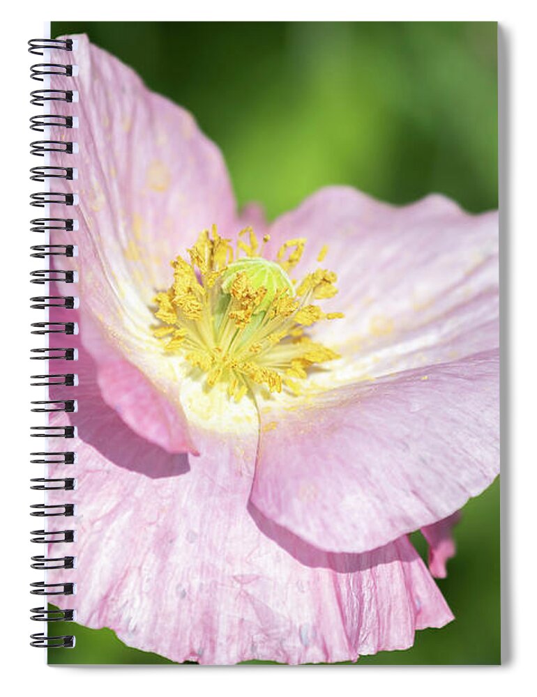 Shirley Poppy Spiral Notebook featuring the photograph Shirley Poppy 2018-1 by Thomas Young