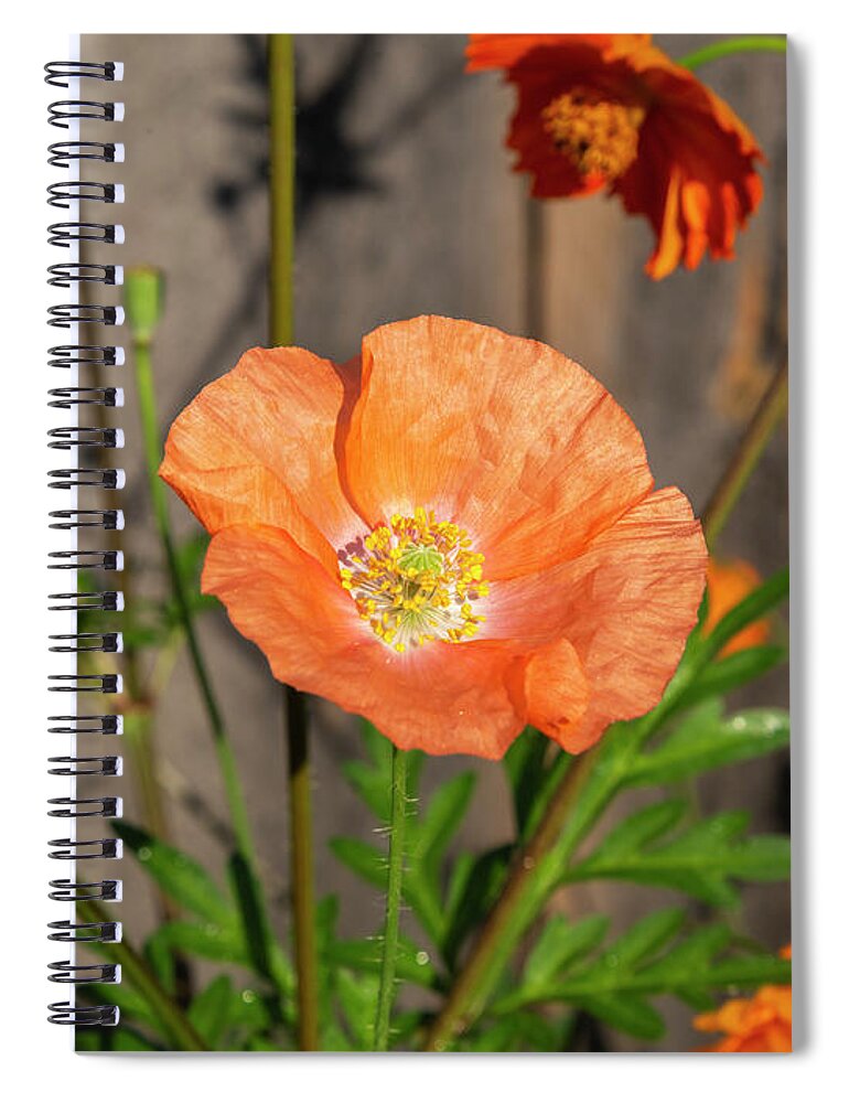 Shirley Poppy Spiral Notebook featuring the photograph Shirley Poppy 2018-12 by Thomas Young