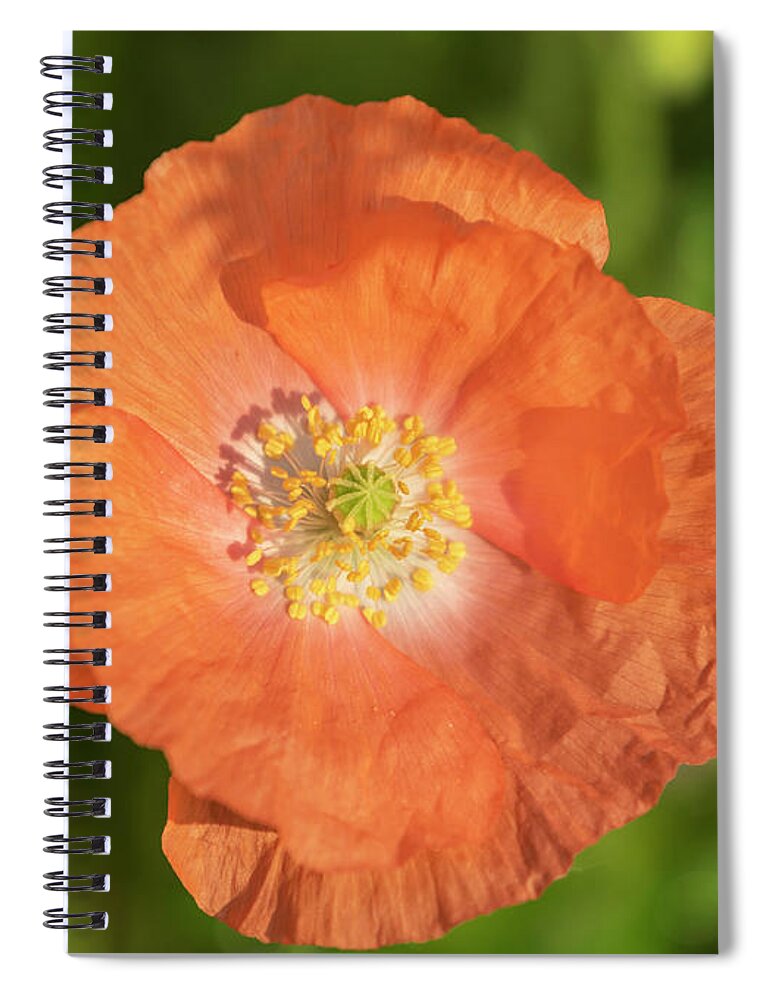 Shirley Poppy Spiral Notebook featuring the photograph Shirley Poppy 2018-13 by Thomas Young
