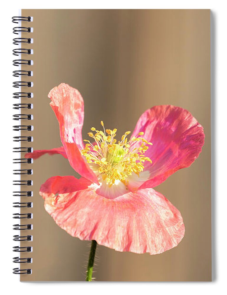 Shirley Poppy Spiral Notebook featuring the photograph Shirley Poppy 2018-14 by Thomas Young