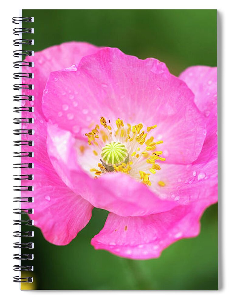 Shirley Poppy Spiral Notebook featuring the photograph Shirley Poppy 2018-7 by Thomas Young