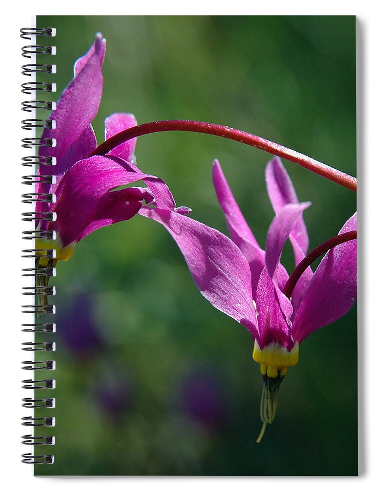 Shooting Stars Spiral Notebook featuring the photograph Shooting Stars by Vivian Christopher