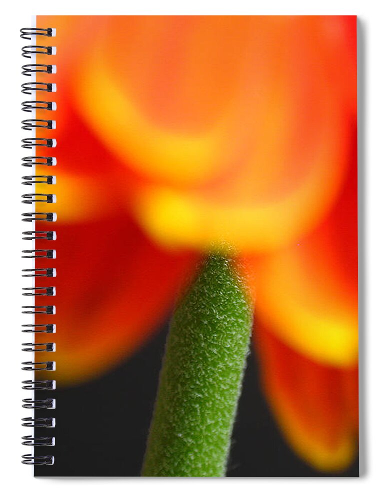 Gerber Daisy Spiral Notebook featuring the photograph Short Stem Beauty by Juergen Roth