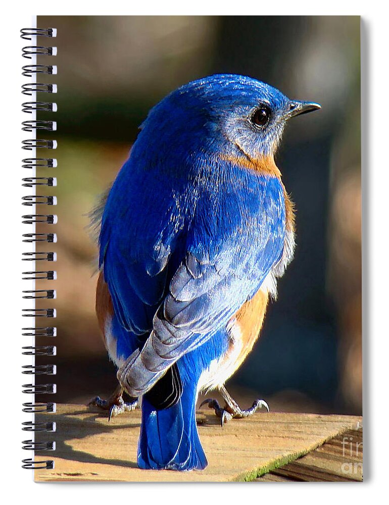 Bluebird Spiral Notebook featuring the photograph Showing Off My Beautiful Blue Feathers in the Sunlight by Sue Melvin
