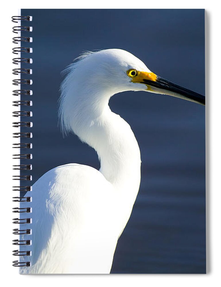 Snowy Egret Spiral Notebook featuring the photograph Showy Snowy Egret by Rich Franco