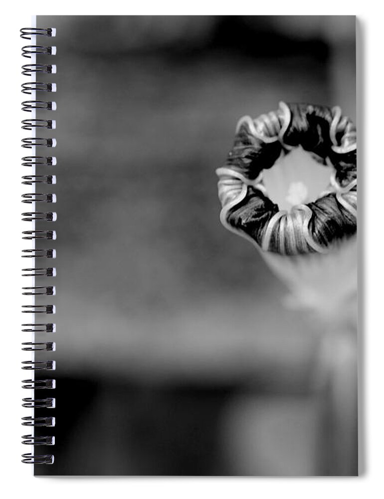 Morning Glory Spiral Notebook featuring the photograph Shy by Corinne Rhode