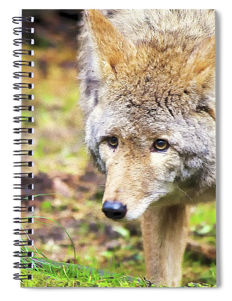 Coyote Spiral Notebook featuring the photograph Shy Coyote by Timothy Anable