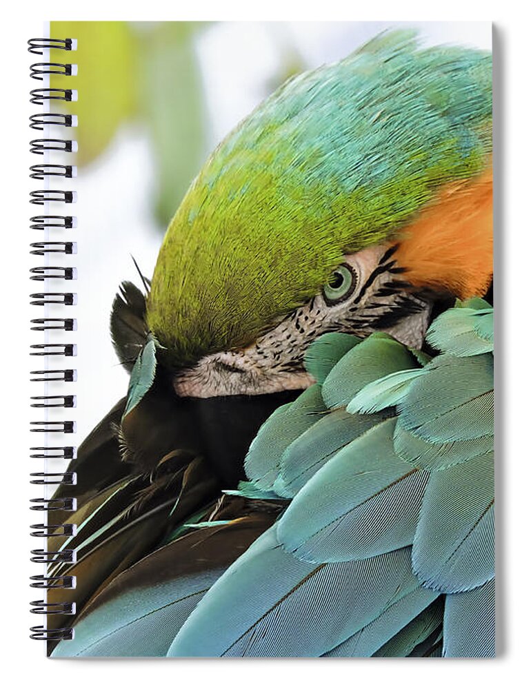Pennysprints Spiral Notebook featuring the photograph Shy Macaw by Penny Lisowski