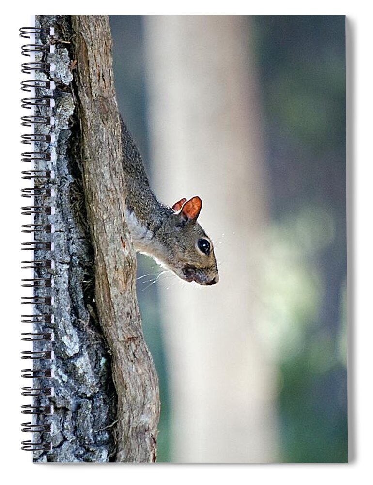 Squirrel Spiral Notebook featuring the photograph Shy Squirrel by Kenneth Albin
