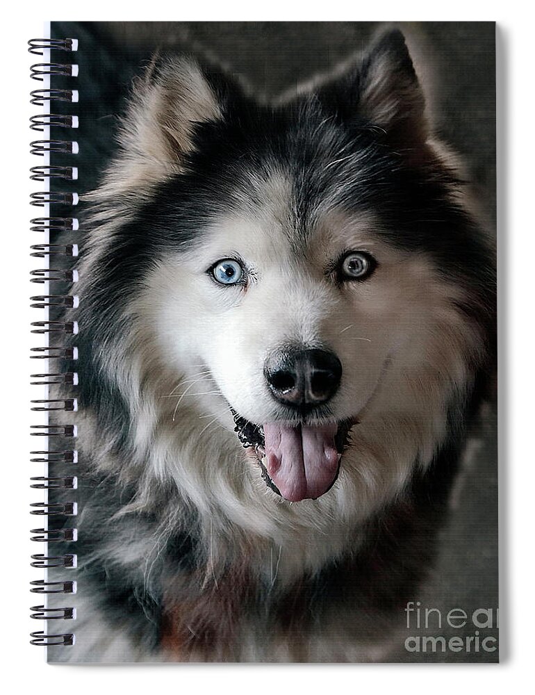 Siberian Husky Spiral Notebook featuring the photograph Siberian Husky by Daliana Pacuraru