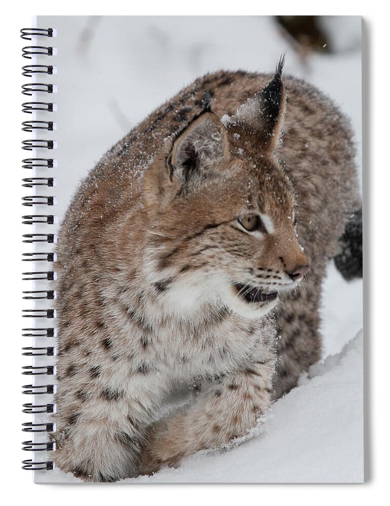 Montana Spiral Notebook featuring the photograph Siberian Lynx Kitten 7572 by Teresa Wilson