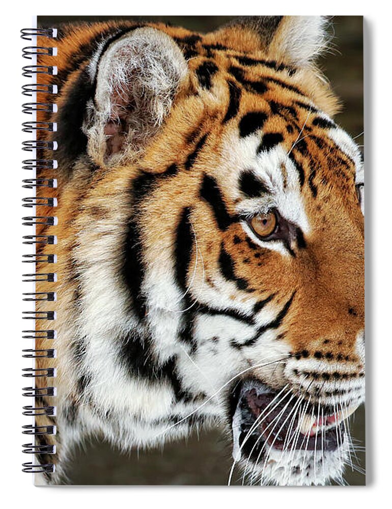 Siberian Spiral Notebook featuring the photograph Siberian Tiger Profile by Steven Upton